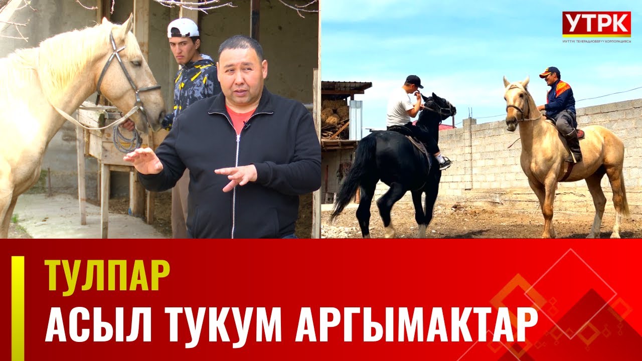 Асыл тукум аргымактар // ТУЛПАР