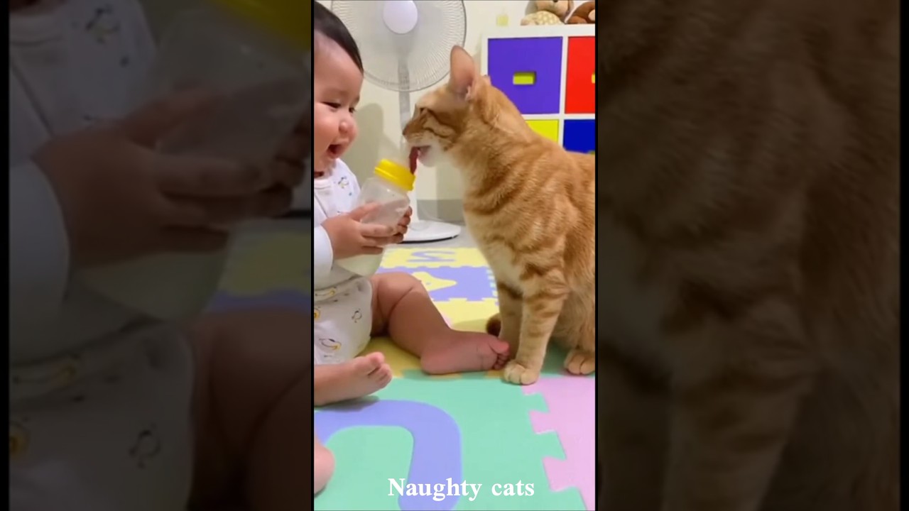 Try Not to Laugh – Funny Cat Videos 😹