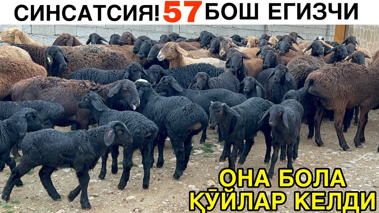 ЕГИЗЧИ ҚӮЙЛАР КЕЛДИ. ☎️+998950401604 ☎️+998904429409
