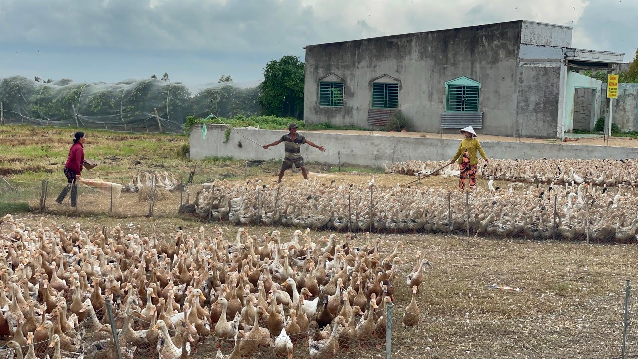 Full Video Journey of 10,000 Ducks Growing from Ducklings to Market-Ready – Sold to New Owner