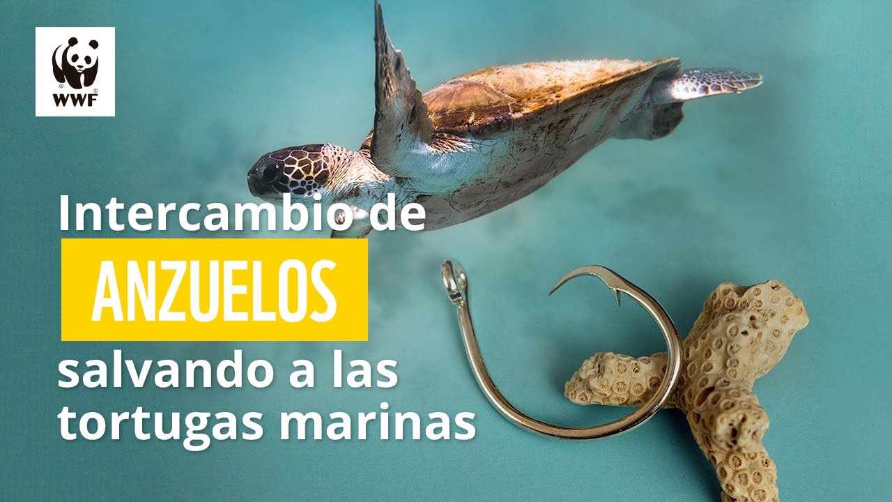 Intercambio de anzuelos, salvando a las tortugas marinas.