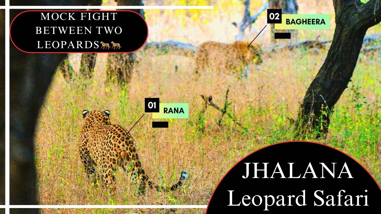 Jhalana leopard safari / Jhalana safari park jaipur / Wild leopard encounter at jhalana safari