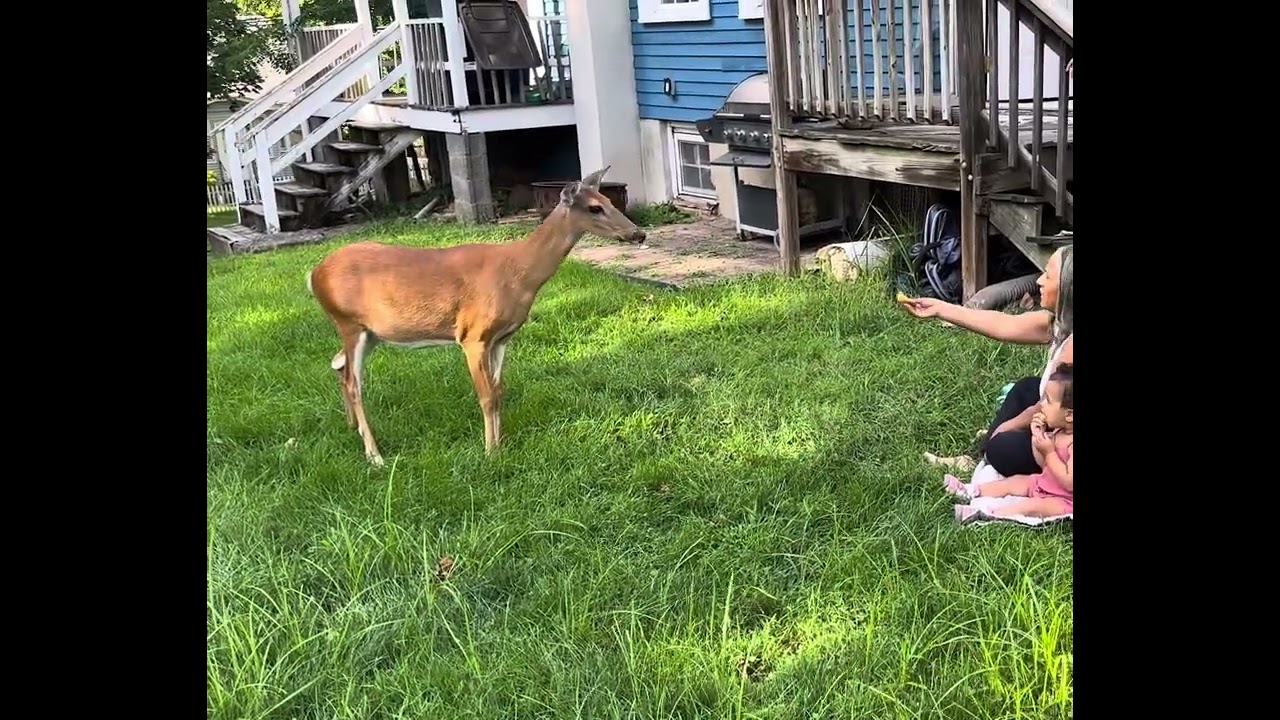 Deer are docile animals