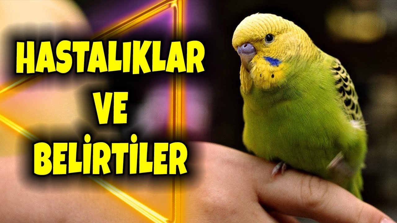 Muhabbet Kuşu Hastalıkları Ve Belirtileri ( İshal , E Coli vb )