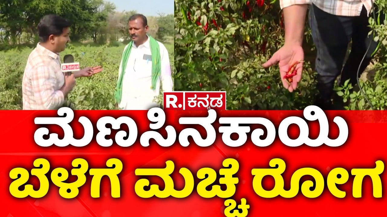 Chilli Crop Disease:  ಮೆಣಸಿನಕಾಯಿ ಬೆಳೆಗೆ ಮಚ್ಚೆ ರೋಗ