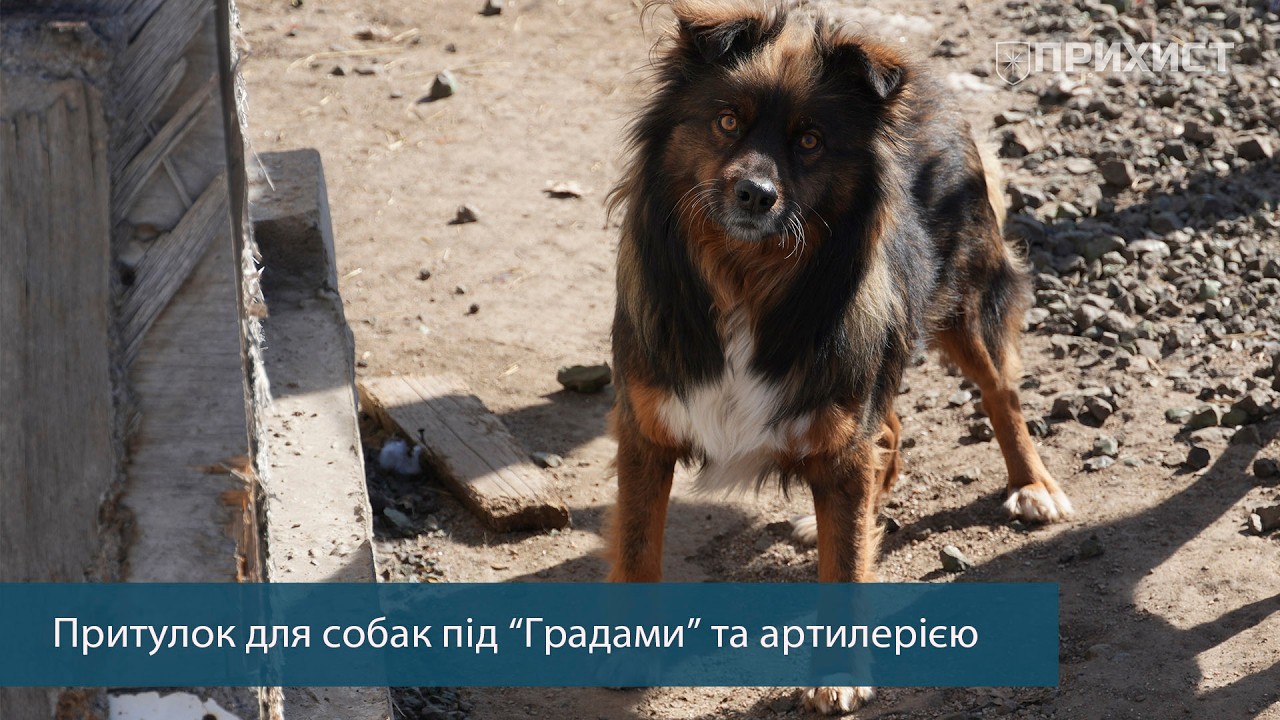 Найстрашніше — побачити труп у черговому вольєрі: притулок для собак потребує допомоги