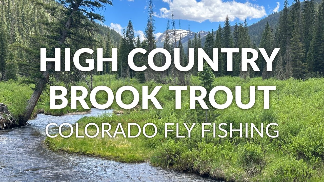 Fly Fishing a High Country Stream Loaded with Wild Brook Trout! | FLY FISHING COLORADO