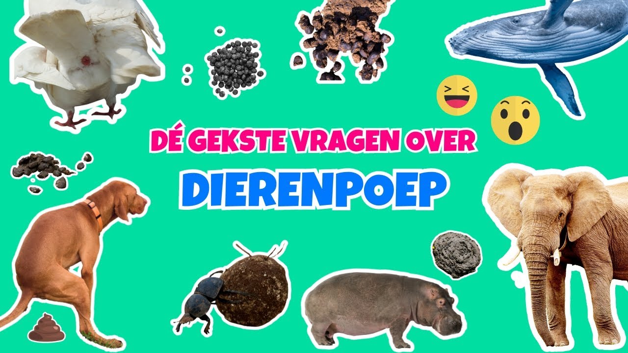 Dé gekste vragen over dierenpoep 💩😱 - Dierendag Quiz