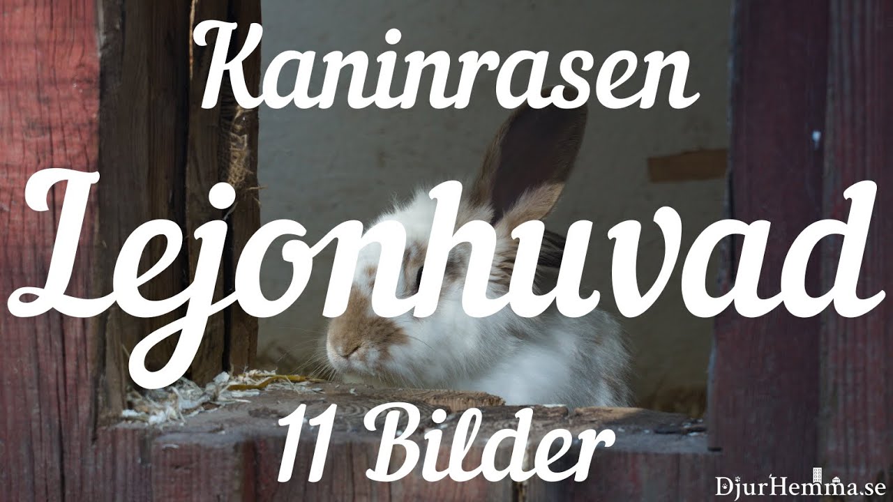 Kaninrasen Lejonhuvad - 11 Bilder