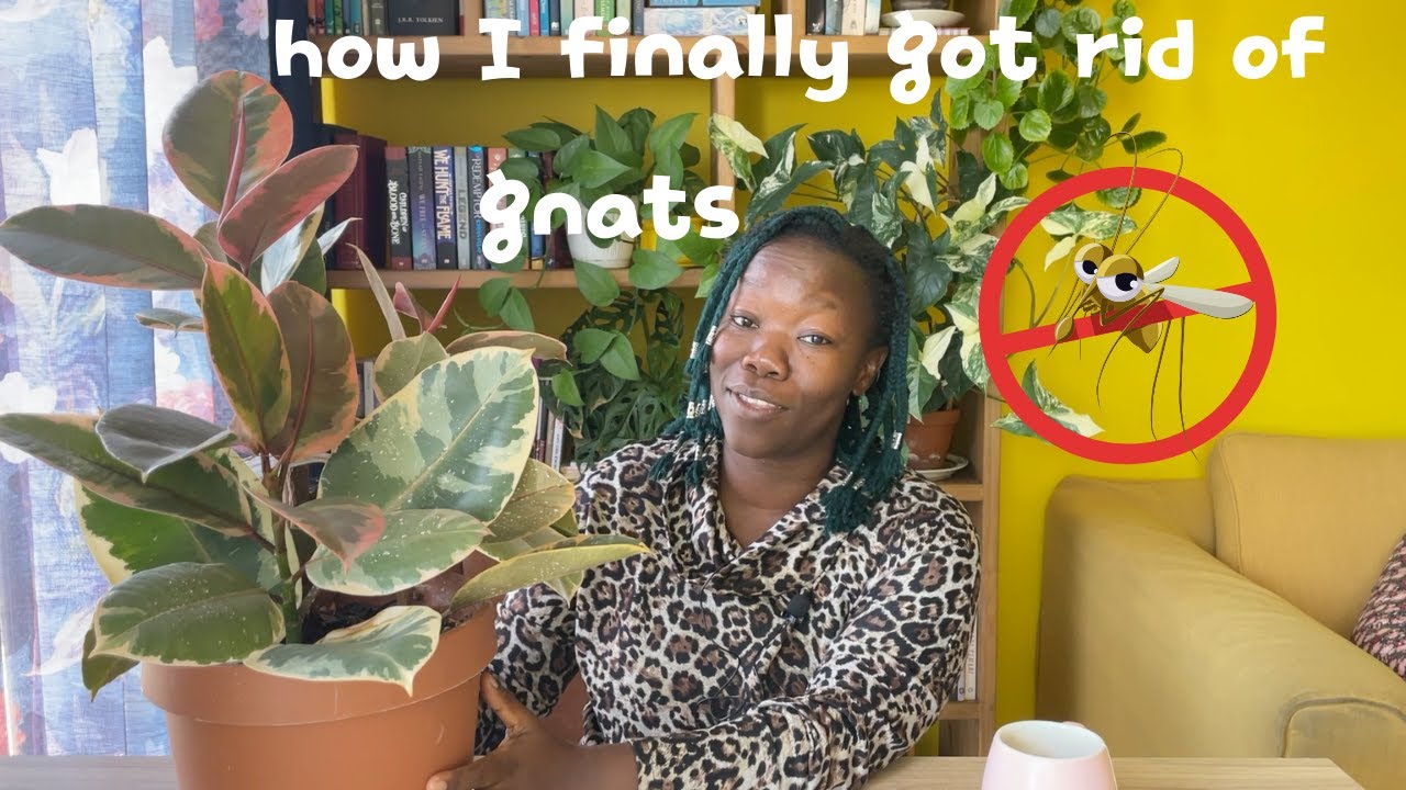 how I finally got rid of gnats 🥳