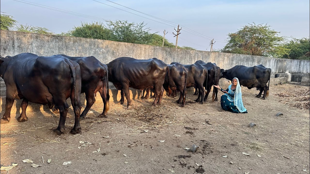 80 हजार में 16 लीटर दूध देने वाली टॉप जाफराबादी भैंस यहां से खरीदे अमरेली #top #jafarabadi #bufflo