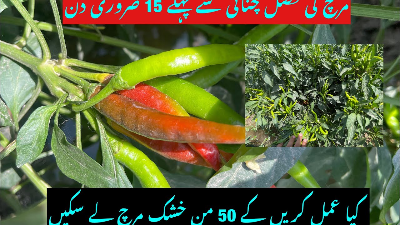 Chilli crop next 15 days plan to get Maximum yield | pesticide,fertilizer and all information
