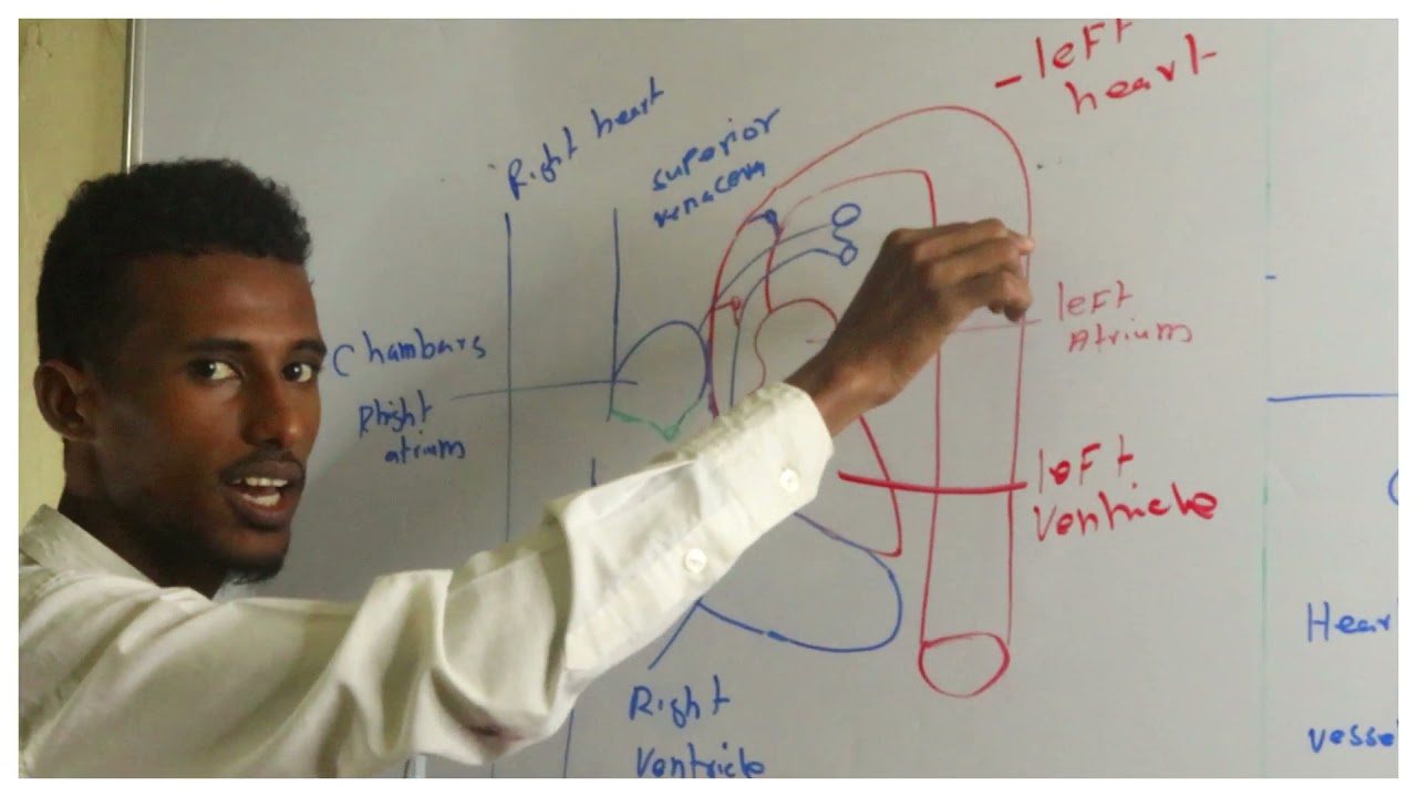 Cardiovascular system part 1|| introduction || afsomali