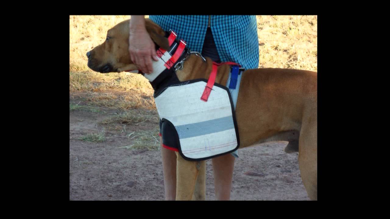 PIG DOG COLLARS - BRISTLE BUSTERS