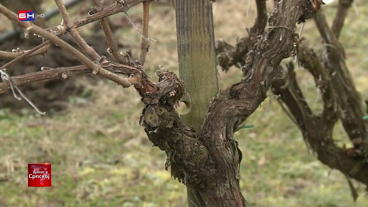 Brčko: Održavanje vinograda u zimskom periodu