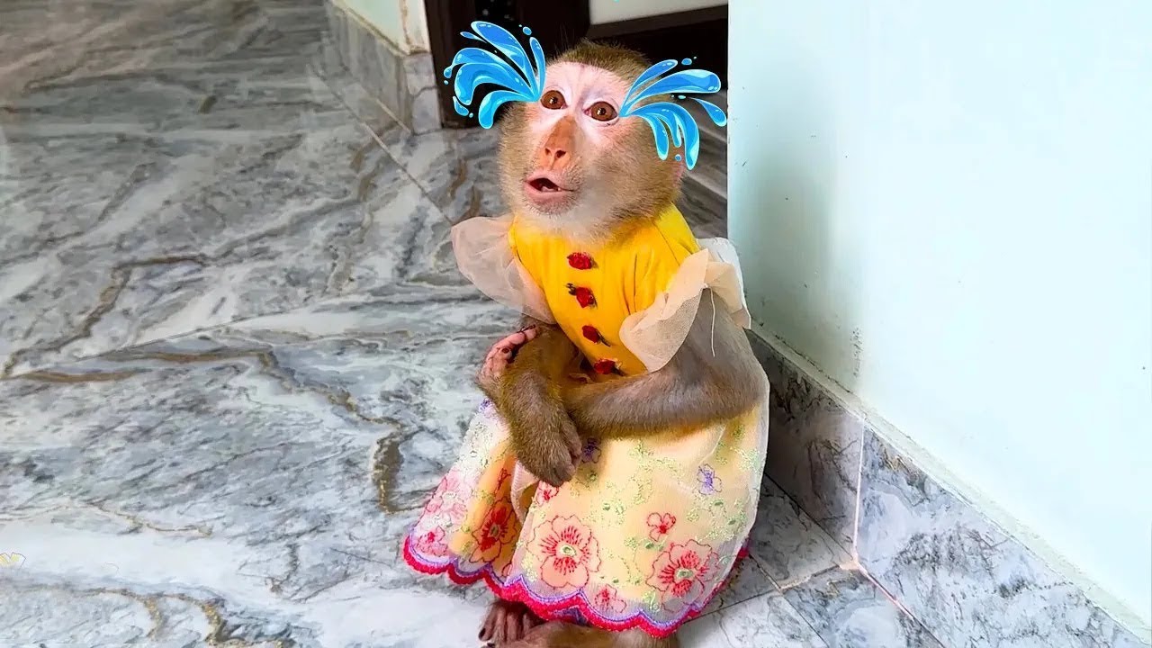 Monkey Kaka sat crying when he couldn't find his mom.