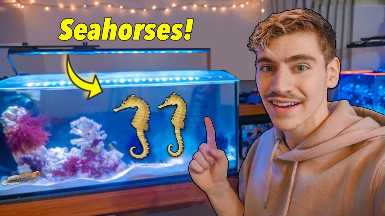 I GOT SEAHORSES! (in College) - life changing