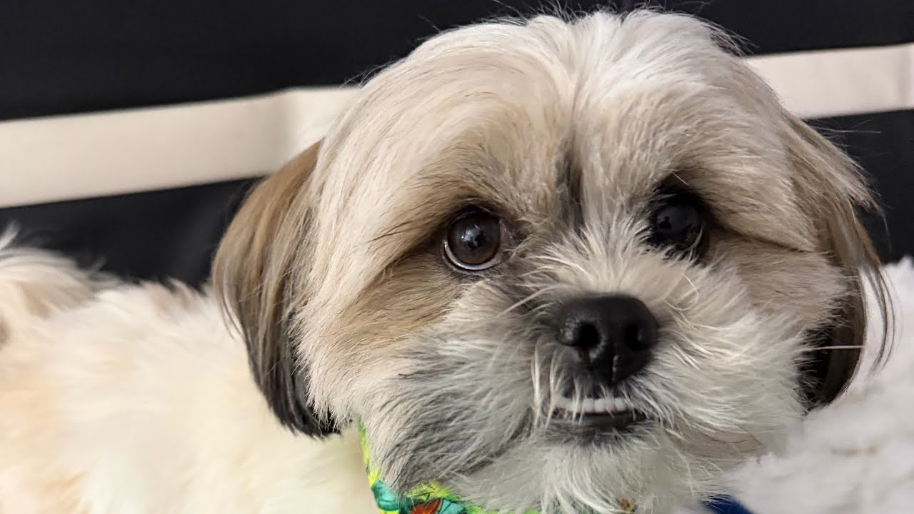 Mr.Tobyshihtzu is live!