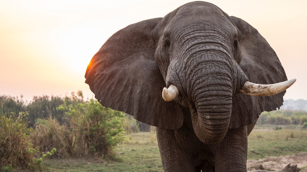 L'éléphant d'Afrique dans la nature et en parc animalier