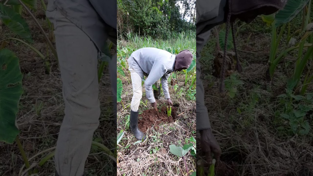 #ancientfuturesorganics #arrowroots #organic #indigenousfoods Harvesting and Planting Arrowroots