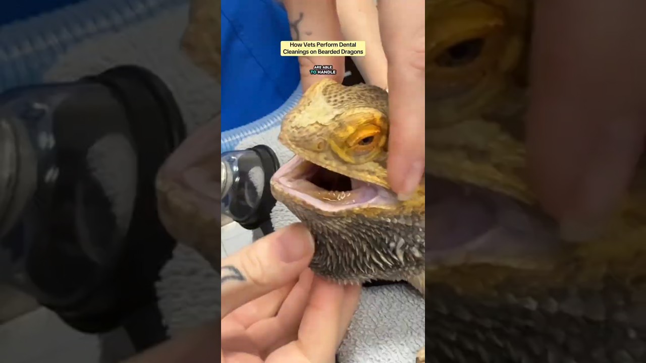 How Vets Perform Dental Cleanings on Bearded Dragons