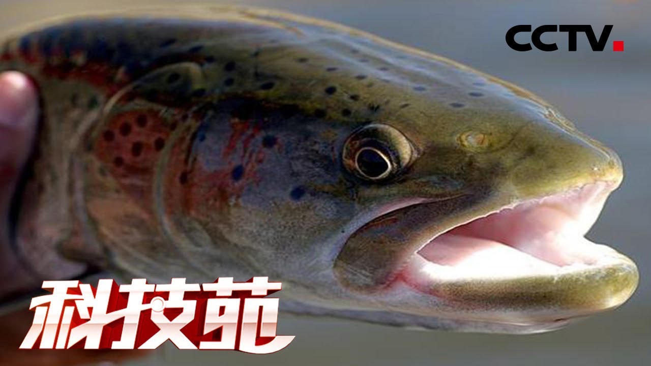 《科技苑》 濒危“水中猛虎”成功人工驯养 带来上亿元收益 20180625  | CCTV农业