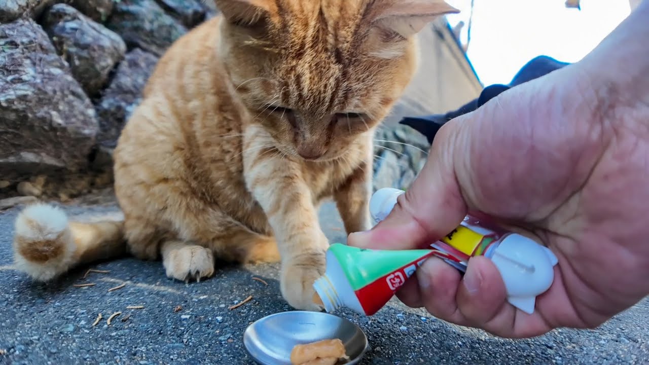 猫島の仲良し猫コンビにちゅーるをやると意外にも身体の小さな黒猫ちゃんが大半を食べてしまった