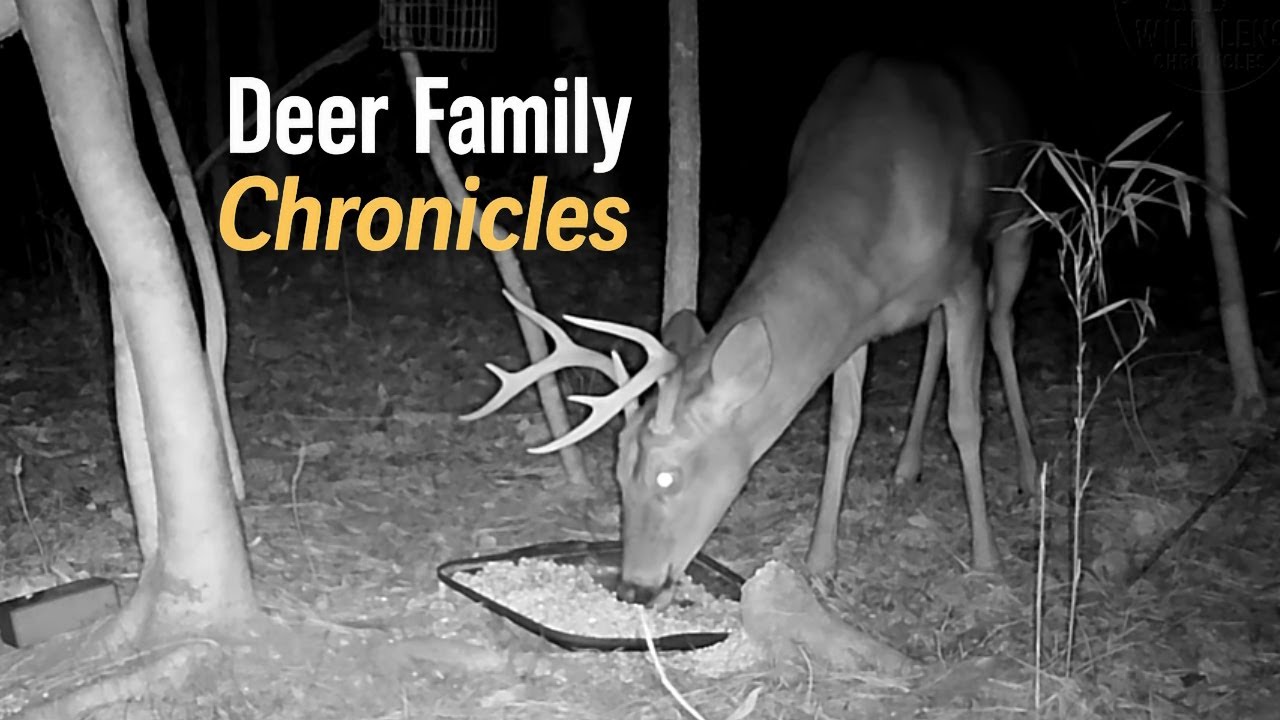 8-Point Buck at the Corn Pile 🦌 | Calm Trail Cam Encounter