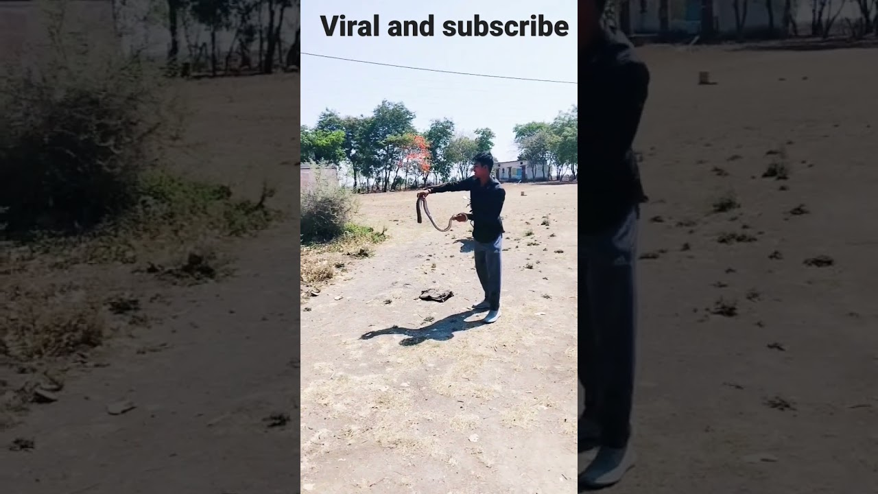Speactical cobra and rat snake #yotubeshorts #shortsvideo #mhadev #trending #viral please support 🙏