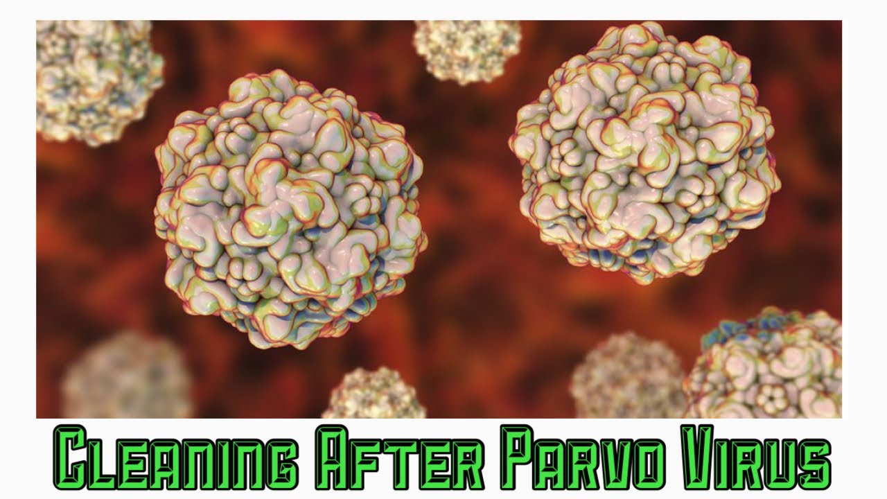 Cleaning after PARVO