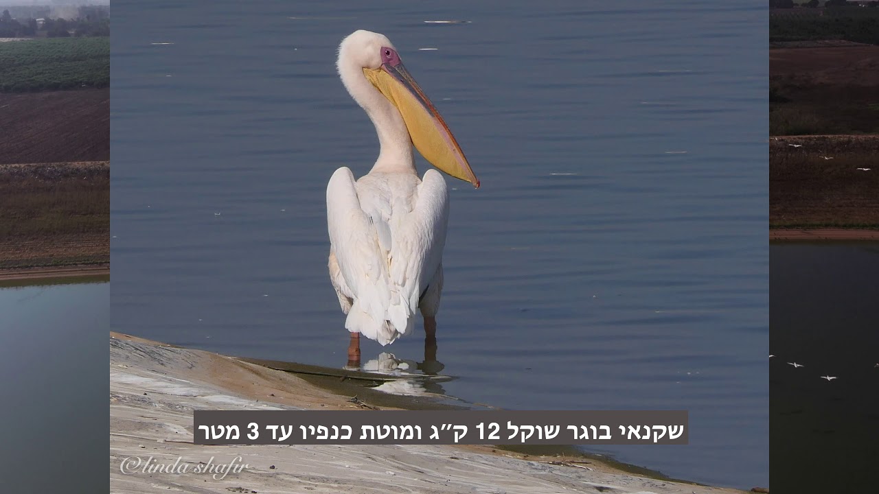 סיפור השקנאים החולפים מעל ארצנו