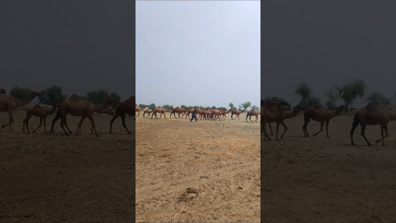 Camel Peepal Lifestyle Desert #shortvideo #youtubeshorts #ytshorts #