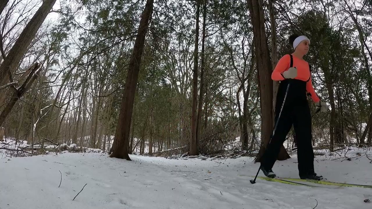 Nordic skiing in the winter woods
