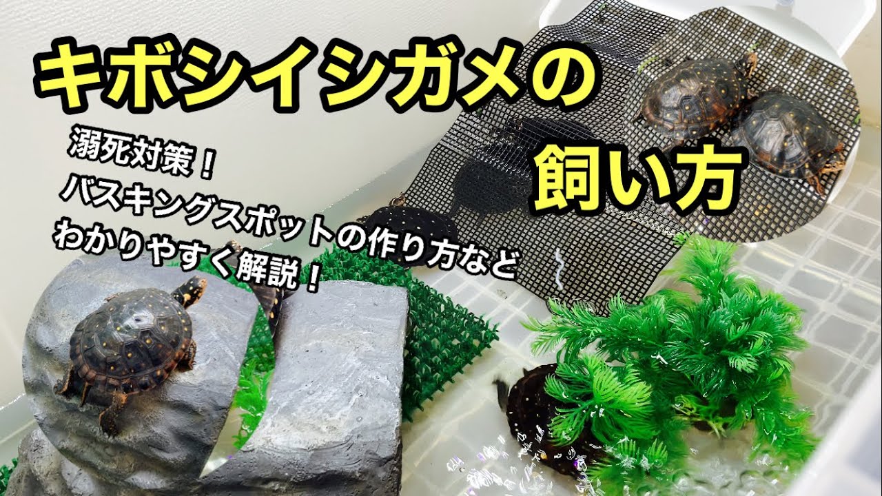 小さくて綺麗！キボシイシガメ飼育で気をつける点をご紹介！