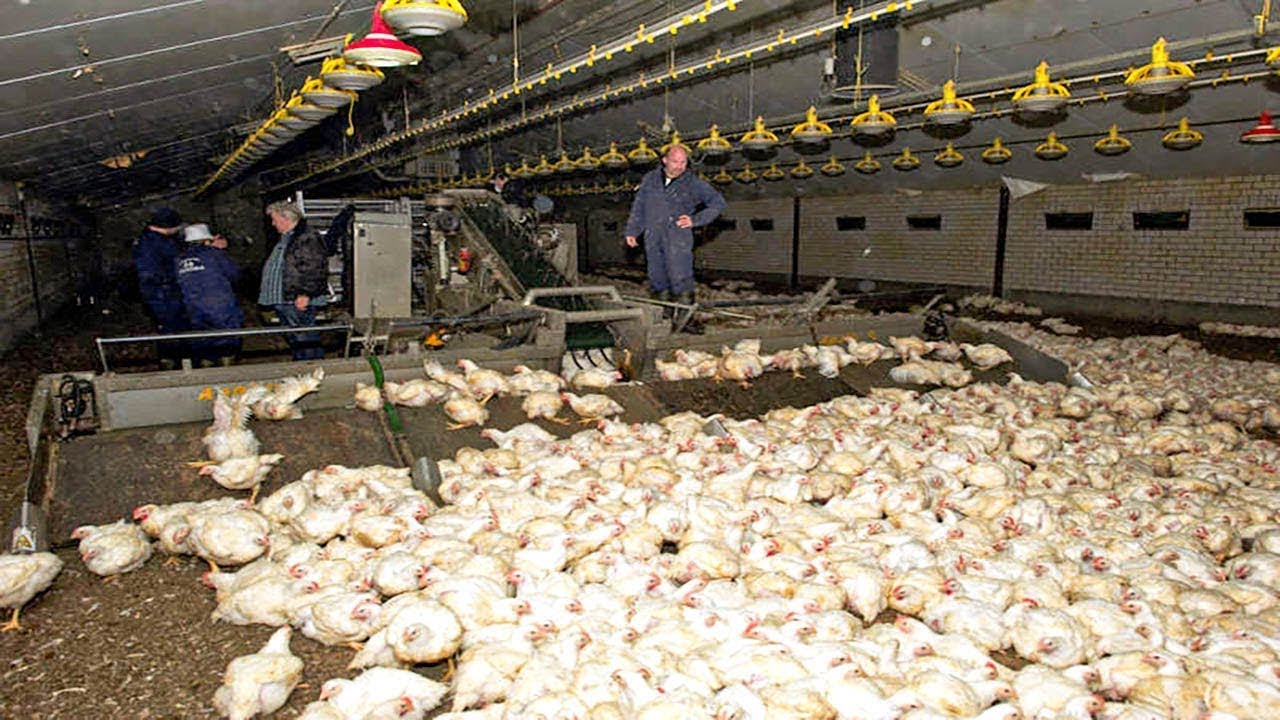 Million Dollar Chicken Farm With Modern Poultry Breeding Technology - Chicken Processing Factory!
