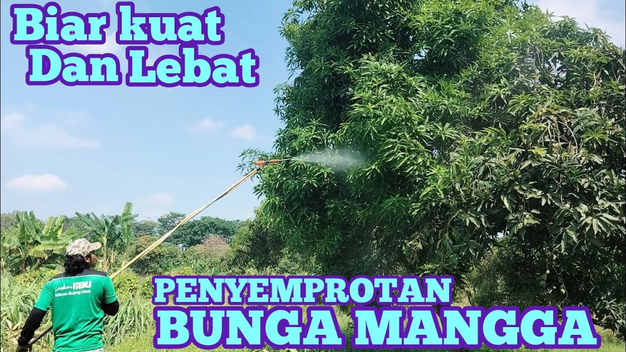 PENYEMPROTAN BUNGA MANGGA BIAR KUAT &LEBAT#perkebunan #manga
