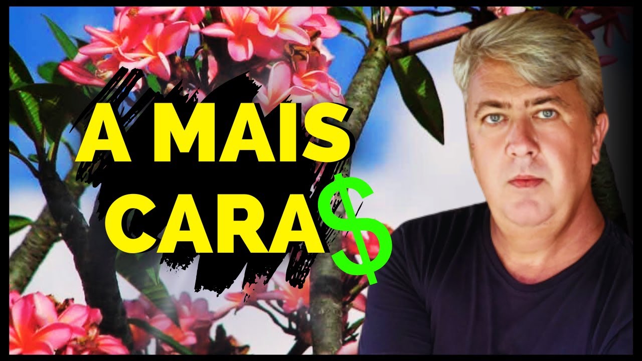 COMO FAZER MUDAS DE JASMIN MANGA, ÁRVORE DE FLOR