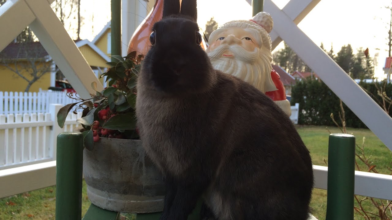 Tävlingsvlogg 17/12-2016 SKH