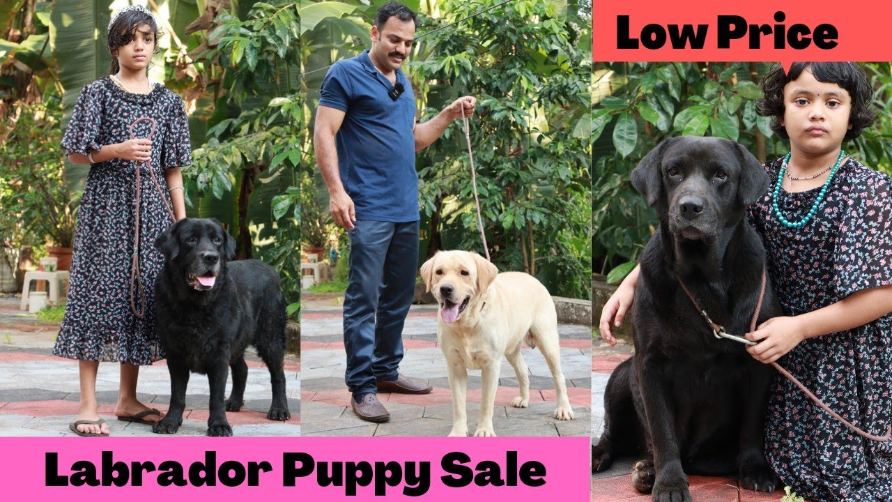 ക്യൂട്ട് Labrador നായകുട്ടികൾ കുറഞ്ഞ വിലയിൽ വാങ്ങാം|Labrador Puppy sale Kerala|Low price|Dog sale