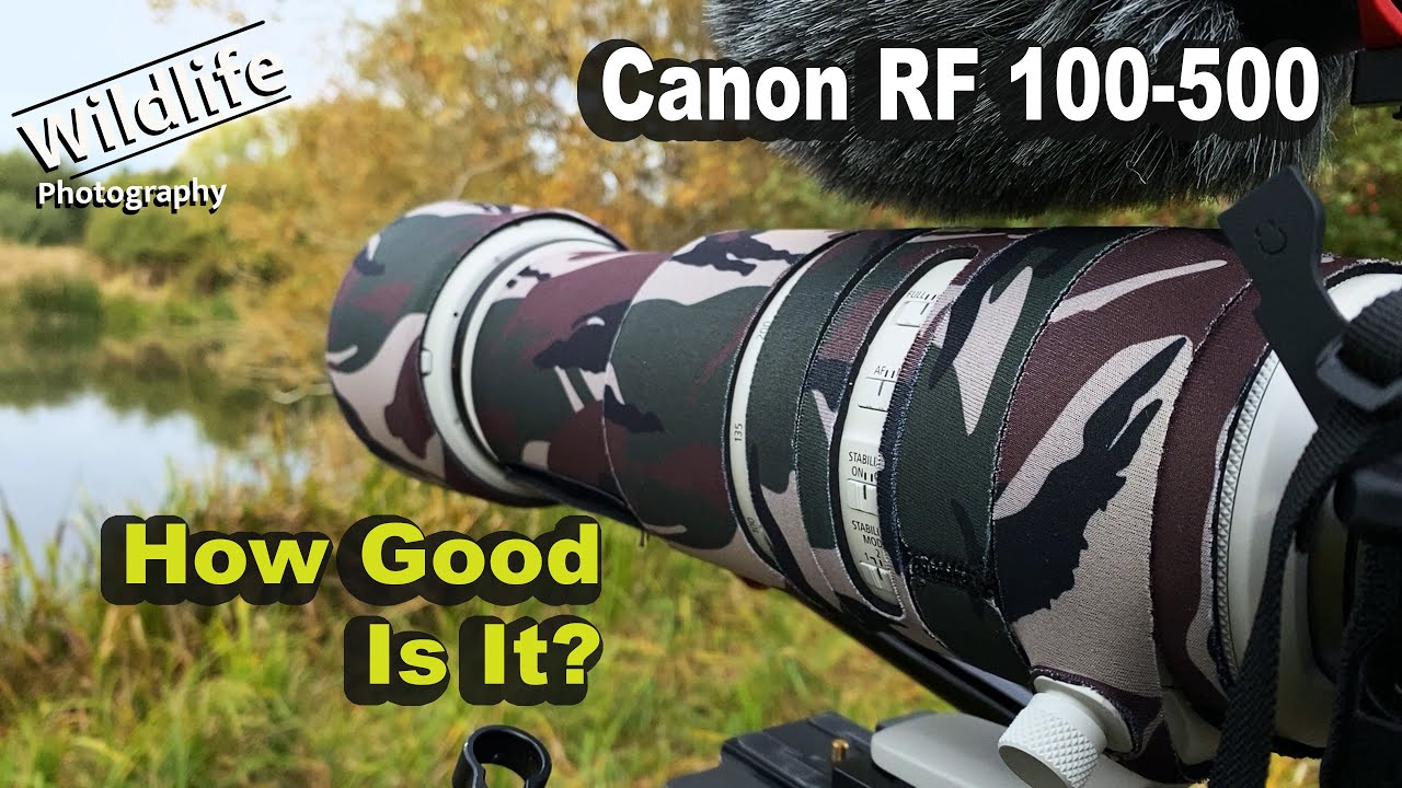 Wildlife Photography Lens Canon RF100-500 | Was It Worth It?