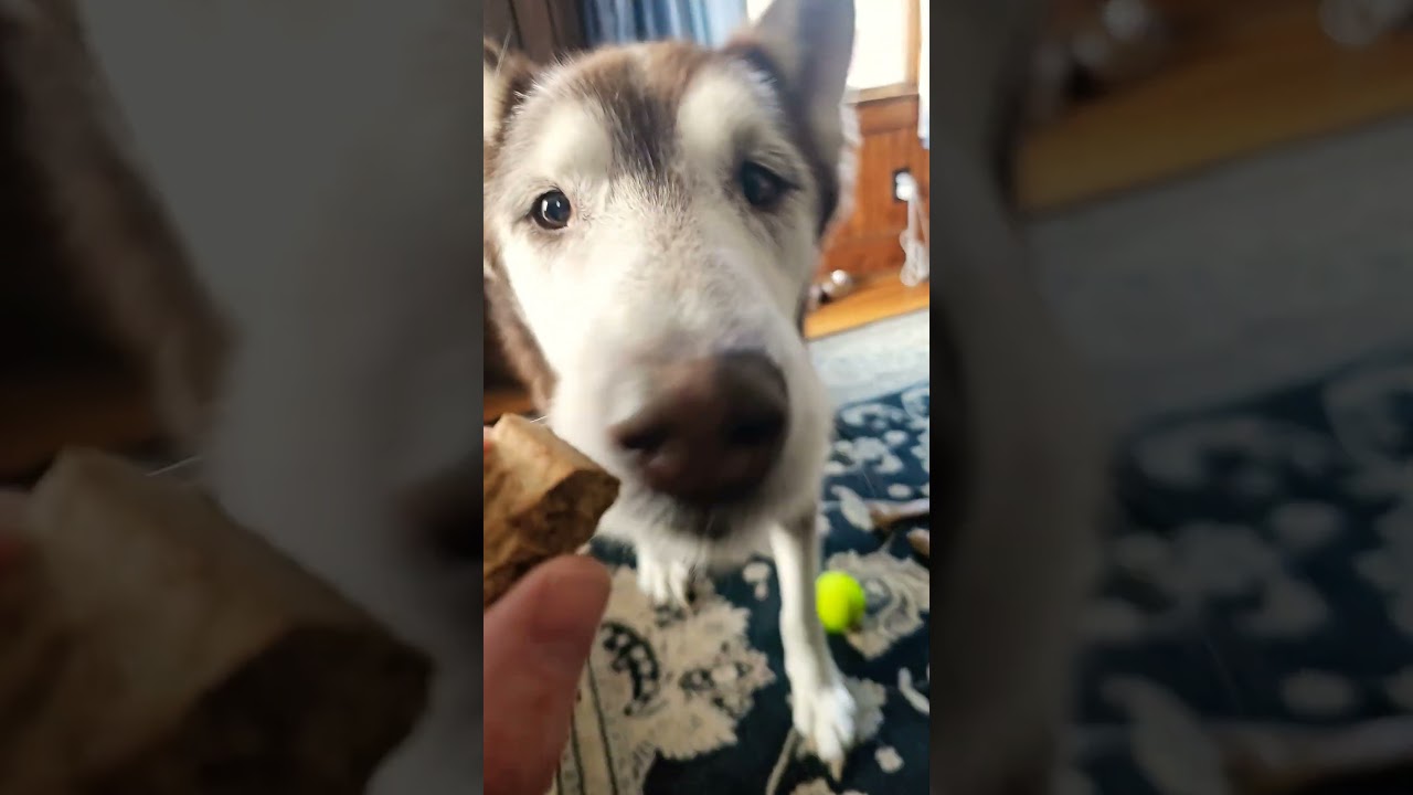 Simba Talks for a Treat | Funny Talking Dog Moment 🐾 