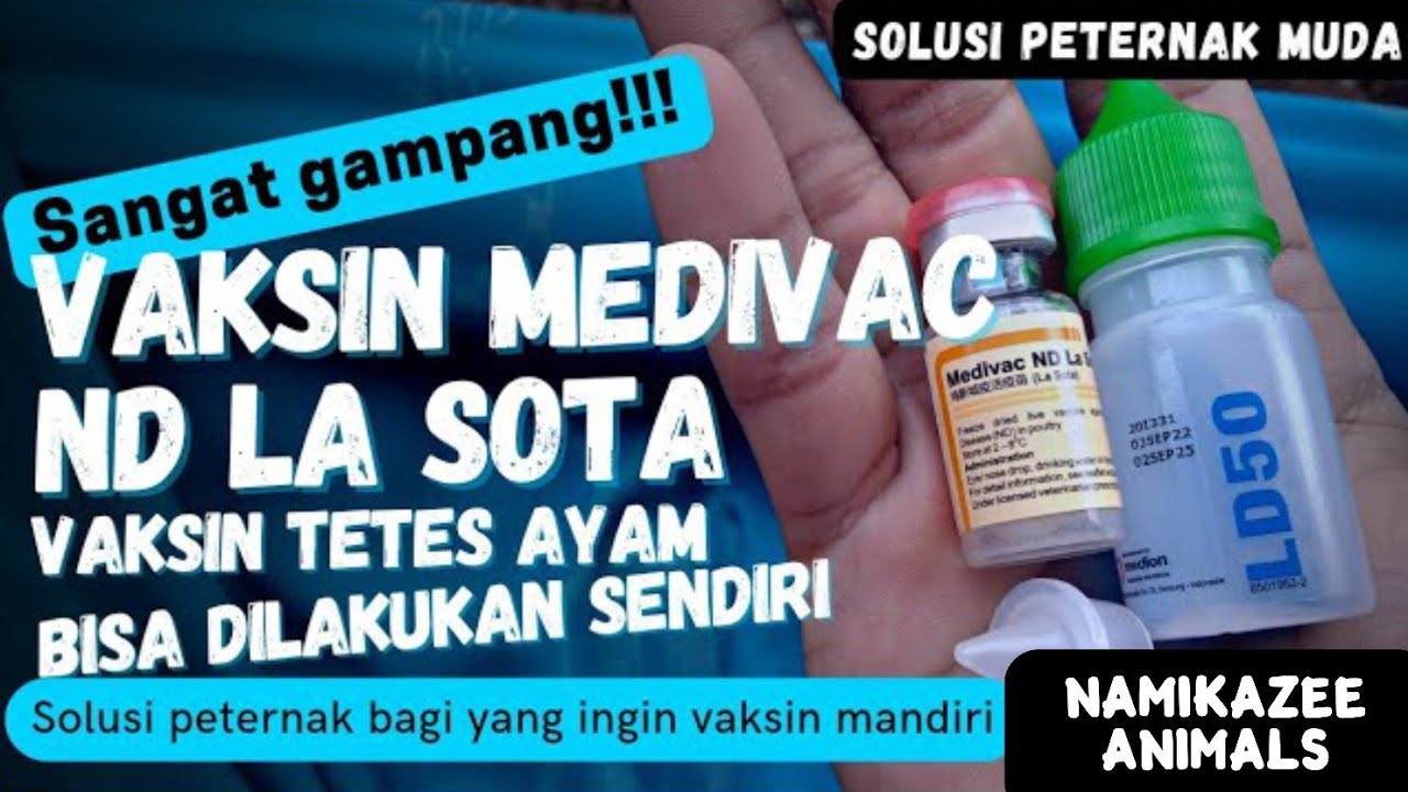 VAKSIN TETES UNTUK AYAM - VAKSIN AYAM UMUR 1 BULAN KE ATAS | DISINI LENGKAP PEMBAHASANNYA