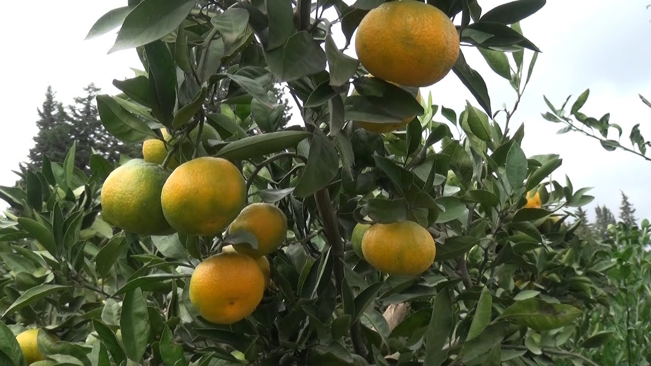 Деревенская жизнь Мандариновый сад Азербайджан-Астара