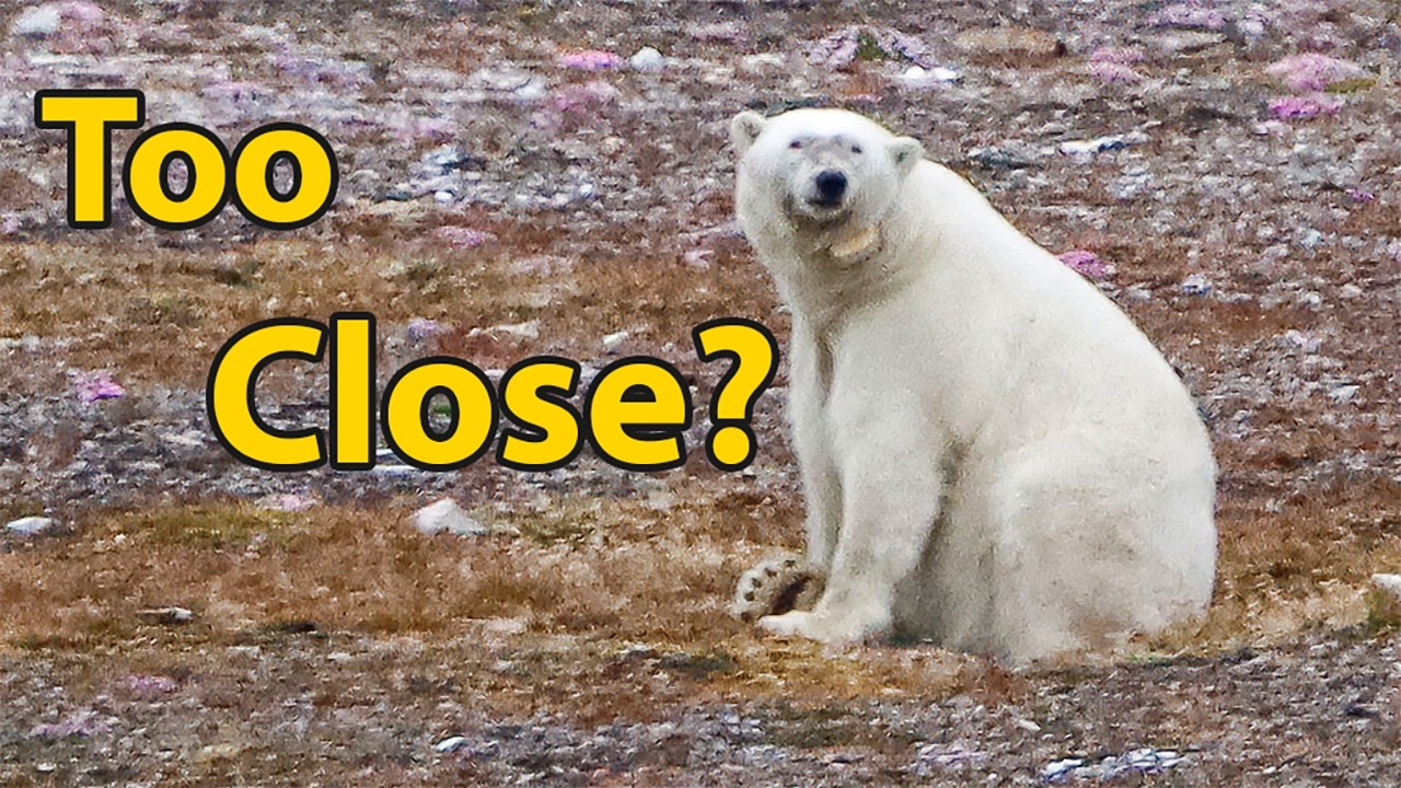 #82 / Expedition Svalbard – Too Close? Polar Bear Encounter in the High Arctic