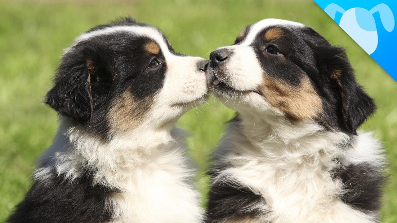 Mini Australian Shepherds Facts