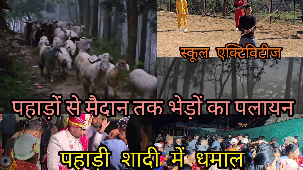 पहाड़ी शादी में खूब हुआ धमाल | पहाड़ों से मैदान तक भेड़ों का पलायन | स्कूल एक्टिविटी #villagelife  