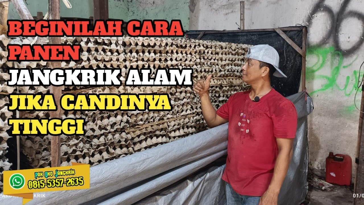 CARA MEMANEN🟠 JANGKRIK ALAM CADI TINGGI👍👍😱