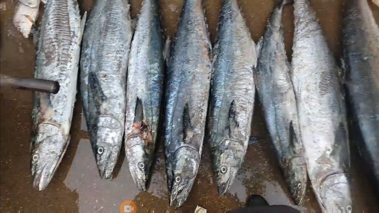 Fish Video | Surmai fish Rates | Giveaway Video