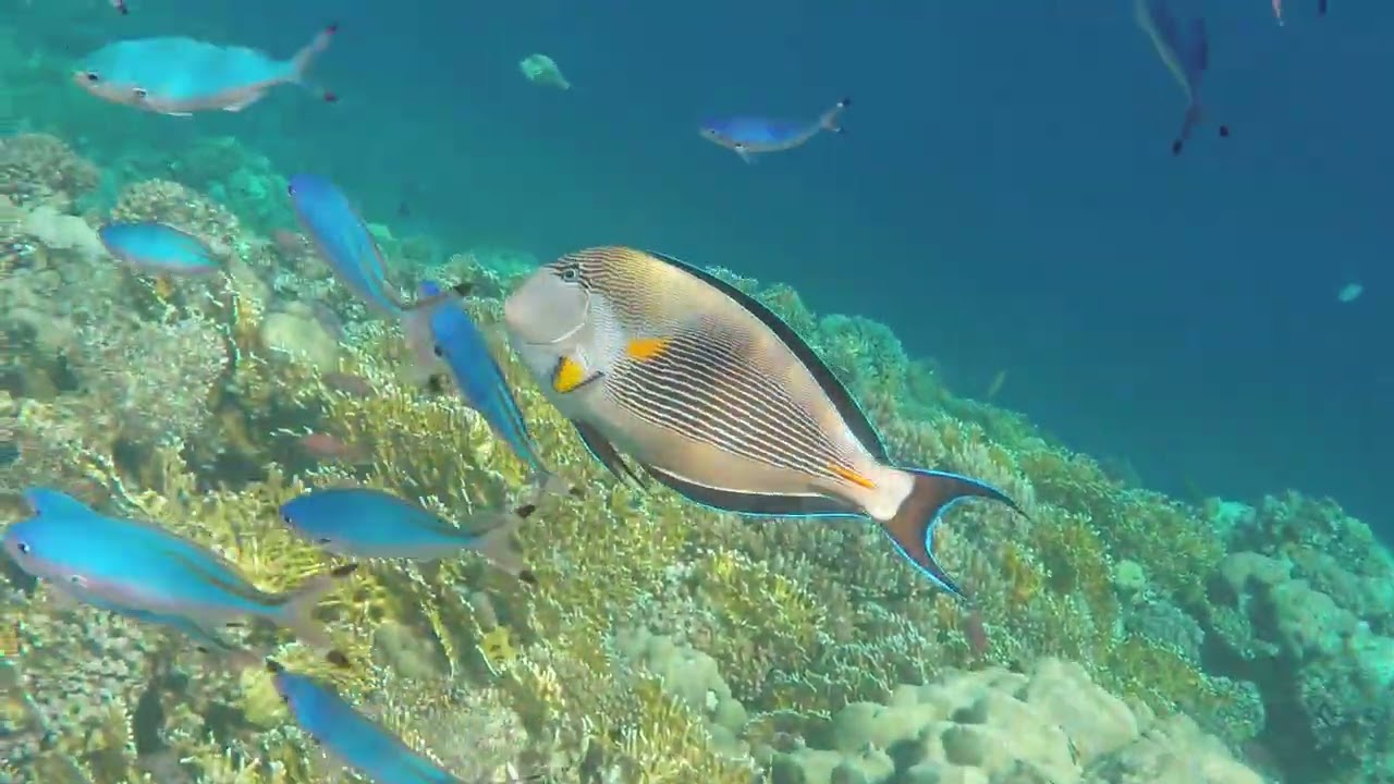 Schnorcheln in Coral Hills und Mangrove Bay 2026/02