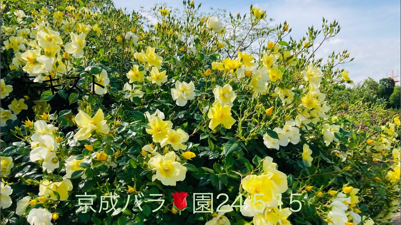 バラ🌹の香り豊かな千葉県京成バラ園(장미 향기 넘치는 케세이 장미원)